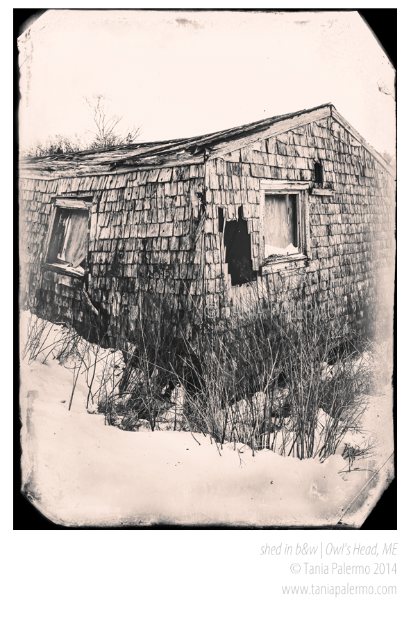 ShedOwlsHeadMaine©TaniaPalermo2014