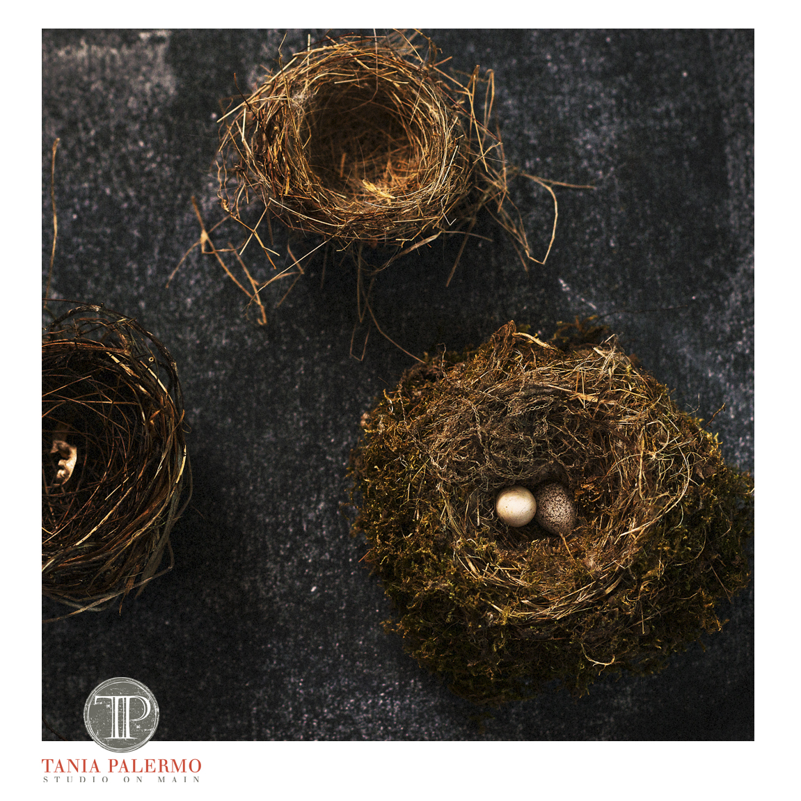 NestsLogo©TaniaPalermo2016