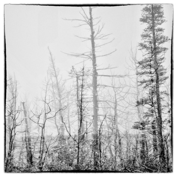 mtforestbwghostly2010taniapalermo2016