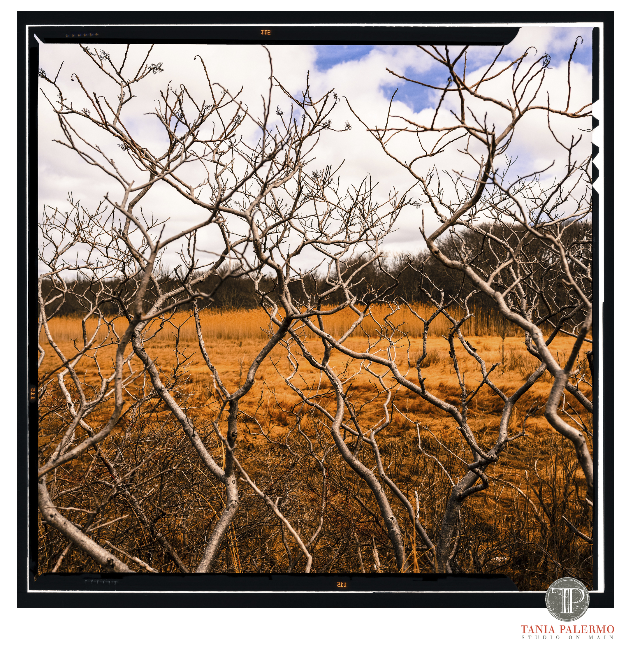 strippedlogotaniapalermo2016