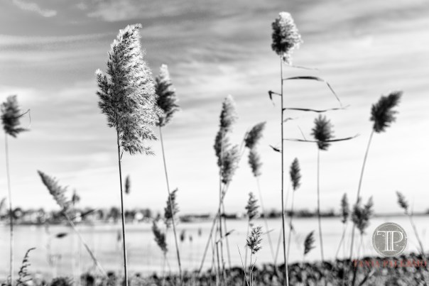 No 06 of 52_Web_Logo©TaniaPalermo2017