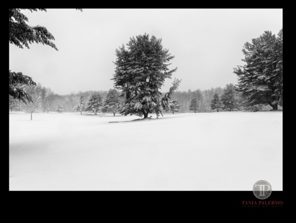 No 13 of 52_Web_Logo©TaniaPalermo2018