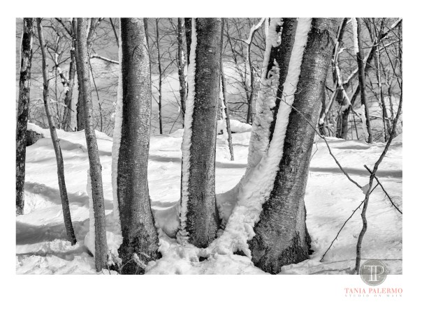 No 14 of 52_Web_Logo©TaniaPalermo2018