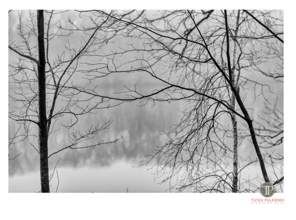 No 16 of 52_WEB_LOGO©TaniaPalermo2018