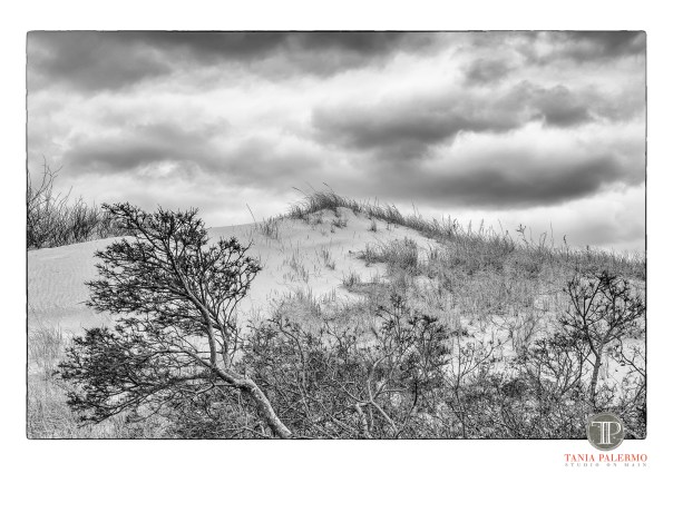 No 17 of 52_Web_LOGO©TaniaPalermo2018