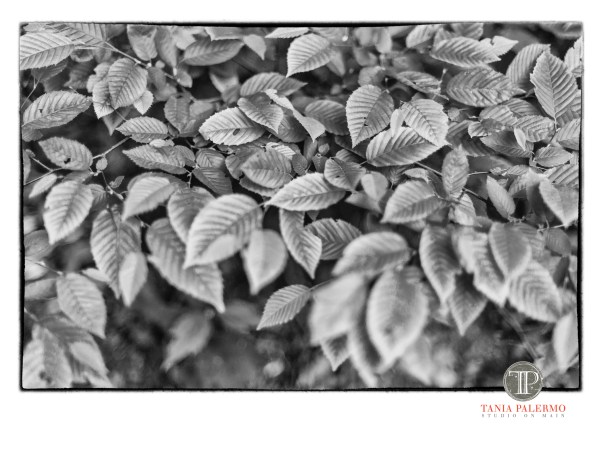 No 20 of 52_Web_logo©TaniaPalermo2018