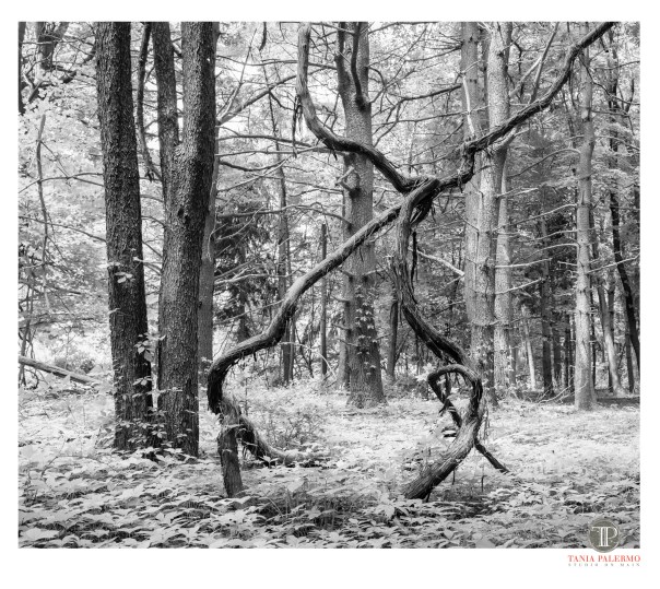 No 22 of 52_Web_logo©TaniaPalermo2018