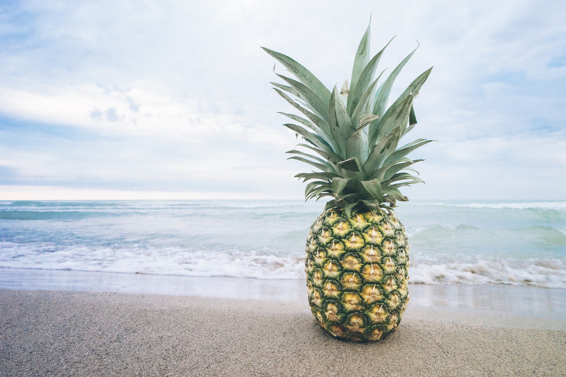 pineapple june 24 newsletter