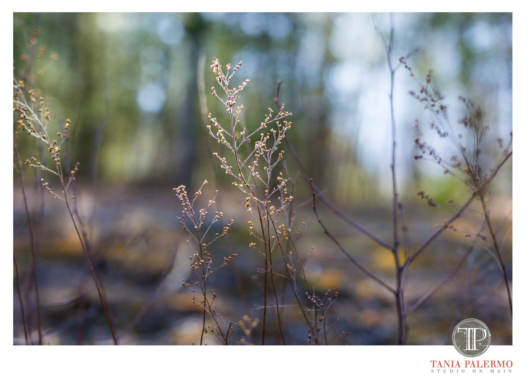 HowardPorter03-16-20fb©TaniaPalermo