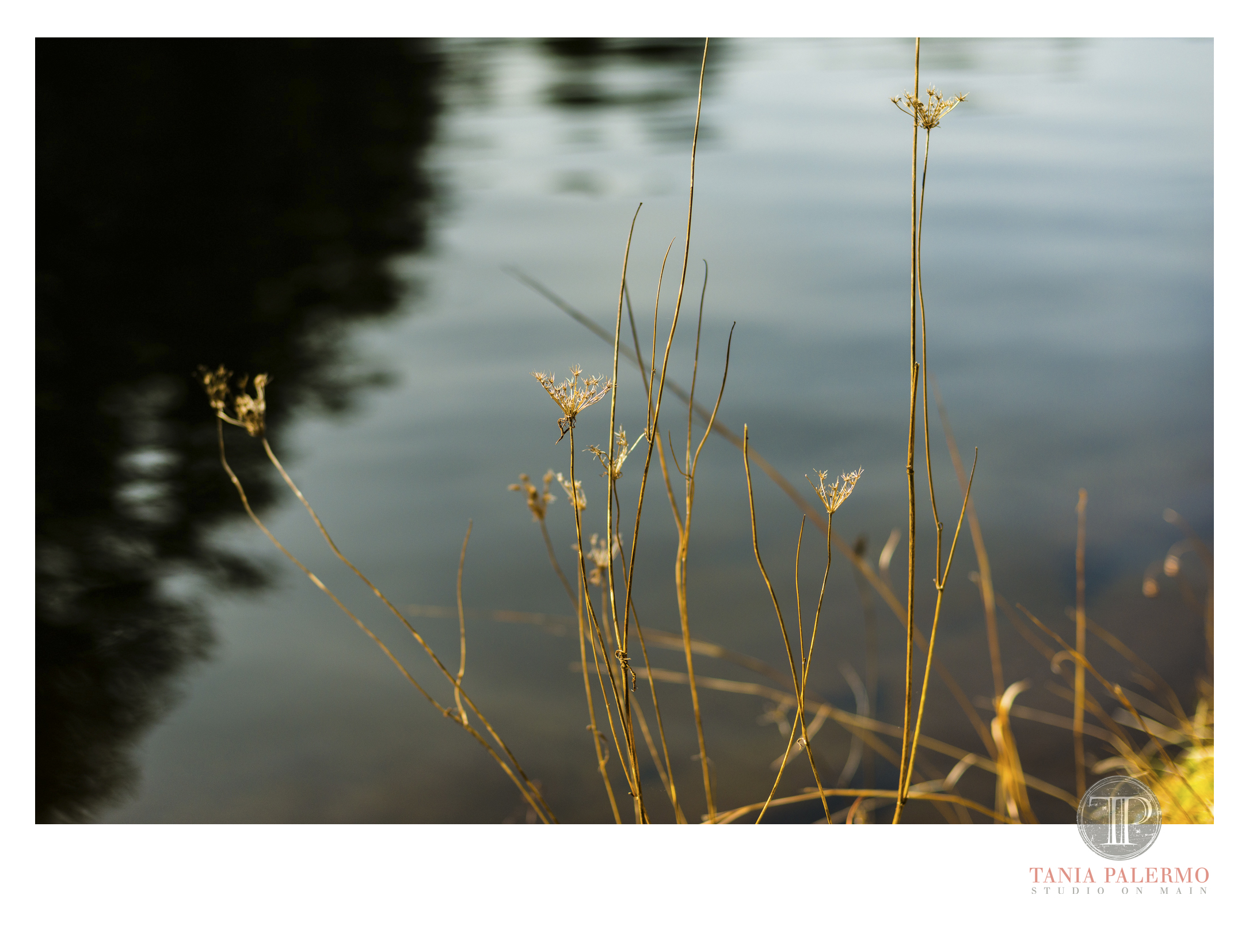 HP04©TANIAPALERMO2020