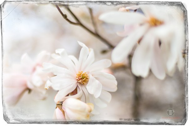 CheckIn©TaniaPalermo4-14-20-1